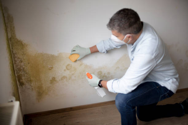 Best Mold Removal for HVAC Installations  in Bowling Green, FL