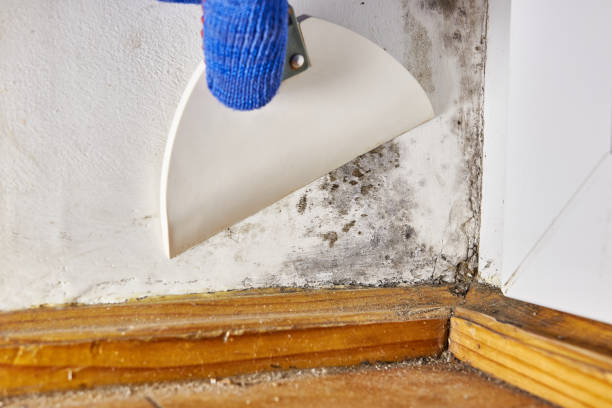 Best Environmental Consulting for Mold Prevention  in Bowling Green, FL